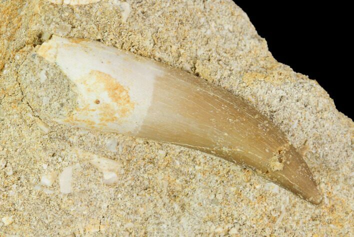 Fossil Plesiosaur (Zarafasaura) Tooth - Morocco #121695